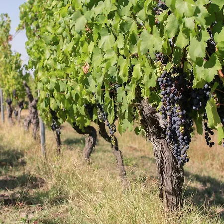 In Monferrato With Wine Tasting *