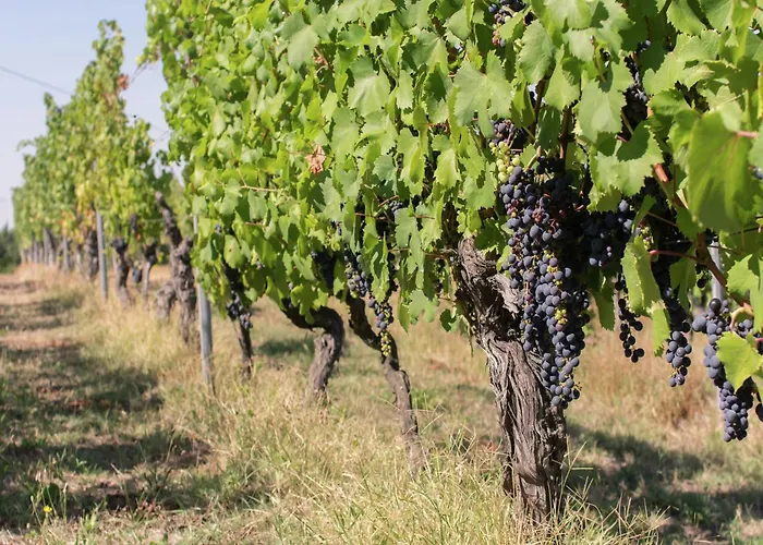 In Monferrato With Wine Tasting *